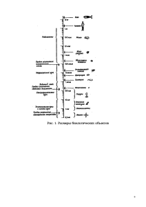 Реферат: Предмет биологии ее этапы развития